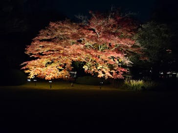 六義園に投稿された画像（2024/12/1）