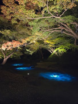 六義園に投稿された画像（2024/12/1）