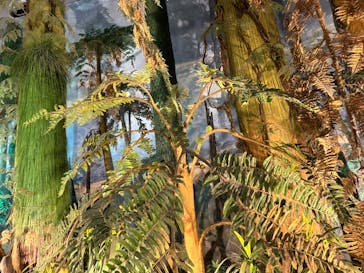 福井県立恐竜博物館に投稿された画像（2024/12/1）