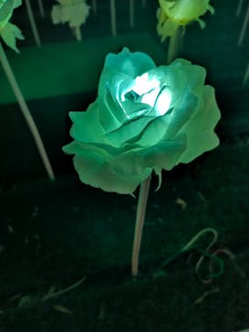 東京メガイルミに投稿された画像（2024/12/1）