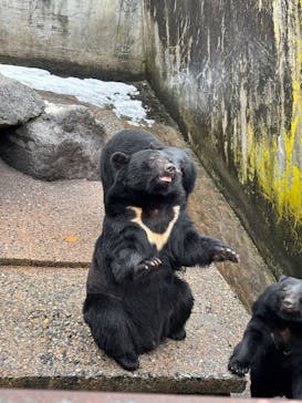 奥飛騨クマ牧場に投稿された画像（2024/12/1）