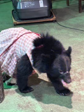 奥飛騨クマ牧場に投稿された画像（2024/12/1）
