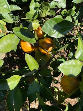 芝口果樹園に投稿された画像（2024/12/1）