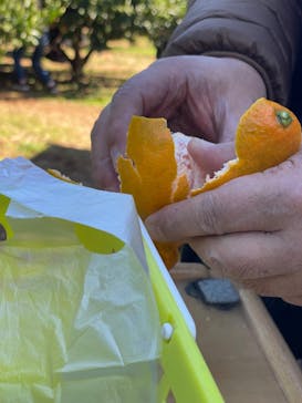 芝口果樹園に投稿された画像（2024/12/1）