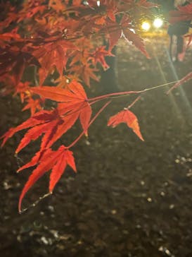 国営昭和記念公園 秋の夜散歩に投稿された画像（2024/12/1）