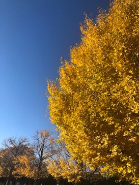 国営昭和記念公園 秋の夜散歩に投稿された画像（2024/12/1）