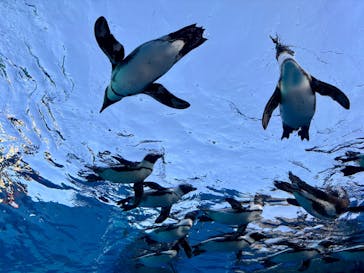 サンシャイン水族館に投稿された画像（2024/12/1）