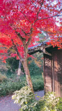 博物館 明治村に投稿された画像（2024/12/1）