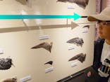 特別展「鳥 ～ゲノム解析が解き明かす新しい鳥類の系統～」国立科学博物館に投稿された画像（2024/12/1）