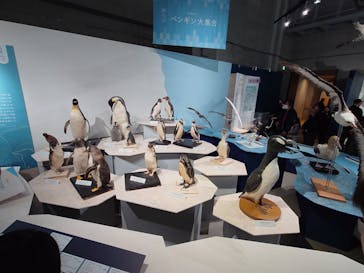 特別展「鳥 ～ゲノム解析が解き明かす新しい鳥類の系統～」国立科学博物館に投稿された画像（2024/12/1）