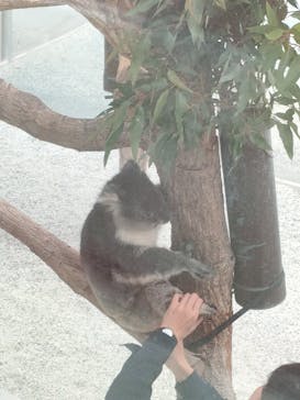 淡路ファームパーク イングランドの丘に投稿された画像（2024/12/1）