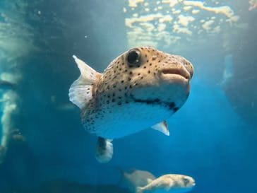 越前松島水族館に投稿された画像（2024/12/1）