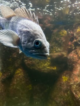 越前松島水族館に投稿された画像（2024/12/1）