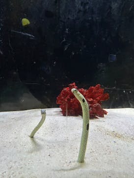 越前松島水族館に投稿された画像（2024/12/1）