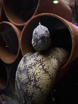 越前松島水族館に投稿された画像（2024/12/1）