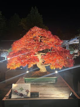 国営昭和記念公園 秋の夜散歩に投稿された画像（2024/12/1）