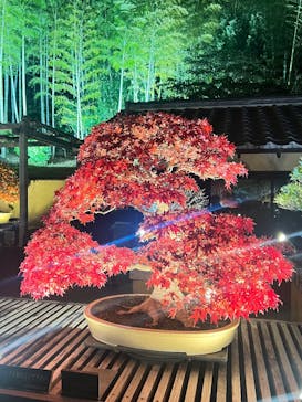 国営昭和記念公園 秋の夜散歩に投稿された画像（2024/12/1）