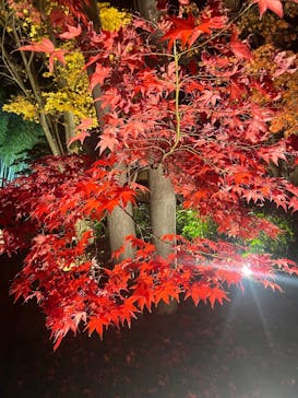 国営昭和記念公園 秋の夜散歩に投稿された画像（2024/12/1）