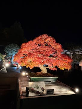 国営昭和記念公園 秋の夜散歩に投稿された画像（2024/12/1）