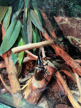 世界淡水魚園水族館　アクア・トトぎふに投稿された画像（2024/12/1）