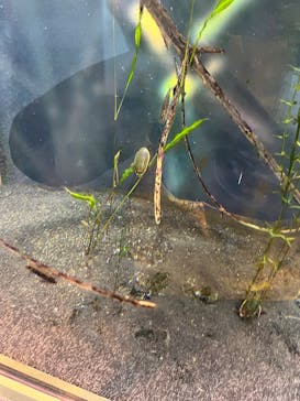 世界淡水魚園水族館　アクア・トトぎふに投稿された画像（2024/12/1）