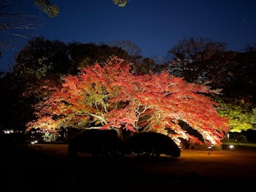 六義園に投稿された画像（2024/12/1）