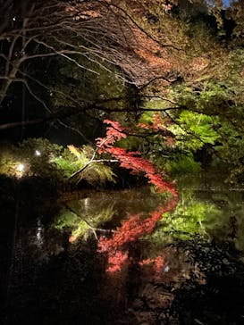 六義園に投稿された画像（2024/12/1）