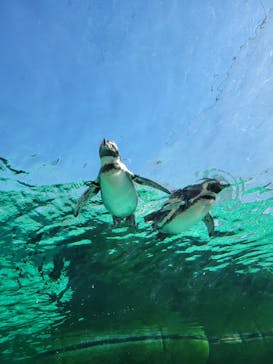天王寺動物園に投稿された画像（2024/12/1）