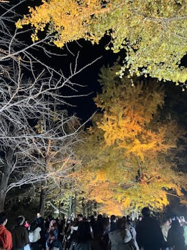 国営昭和記念公園 秋の夜散歩に投稿された画像（2024/12/1）