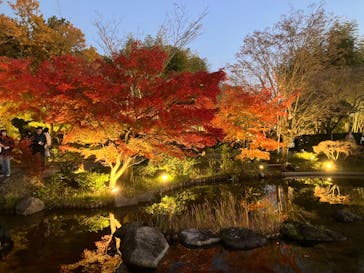 国営昭和記念公園 秋の夜散歩に投稿された画像（2024/12/1）