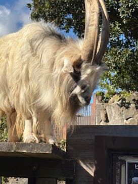 伊豆シャボテン動物公園に投稿された画像（2024/12/1）
