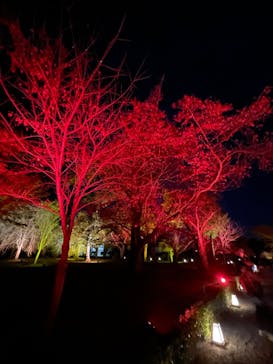 NAKED meets 二条城 2025 観月に投稿された画像（2024/12/1）