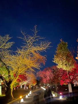 NAKED meets 二条城 2025 観月に投稿された画像（2024/12/1）