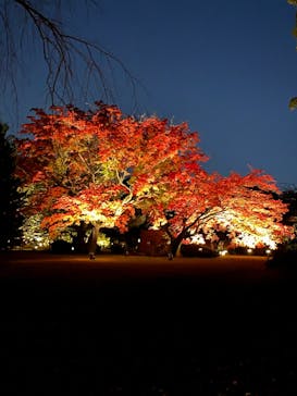 六義園に投稿された画像（2024/12/1）