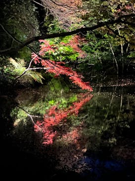 六義園に投稿された画像（2024/12/1）