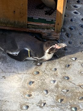 下田海中水族館に投稿された画像（2024/12/1）