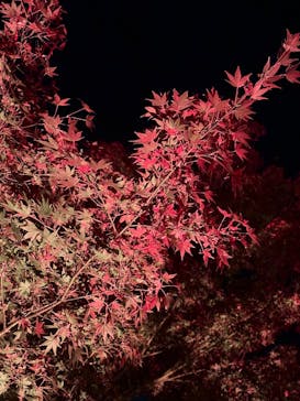 NAKED meets 二条城 2025 観月に投稿された画像（2024/12/1）