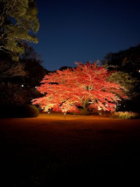 六義園に投稿された画像（2024/12/1）