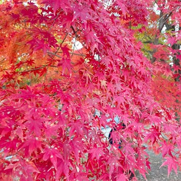 万博記念公園に投稿された画像（2024/12/1）