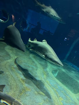 アクアワールド茨城県大洗水族館に投稿された画像（2024/12/1）