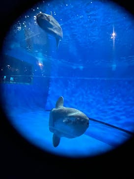 アクアワールド茨城県大洗水族館に投稿された画像（2024/12/1）