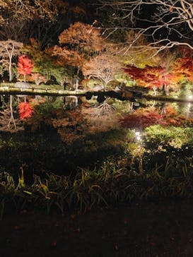 国営昭和記念公園 秋の夜散歩に投稿された画像（2024/12/1）