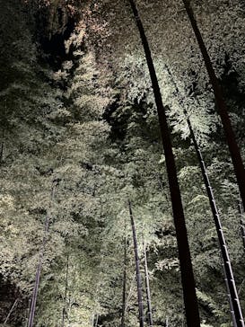 六義園に投稿された画像（2024/12/1）