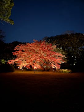 六義園に投稿された画像（2024/12/1）