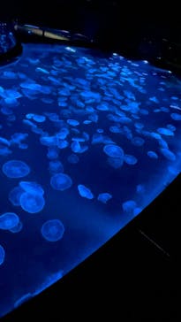 すみだ水族館に投稿された画像（2024/12/1）