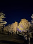 国営昭和記念公園 秋の夜散歩に投稿された画像（2024/12/1）