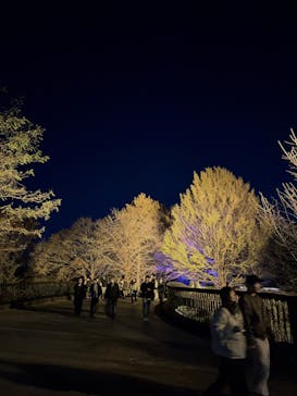 国営昭和記念公園 秋の夜散歩に投稿された画像（2024/12/1）