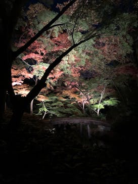 六義園に投稿された画像（2024/12/1）