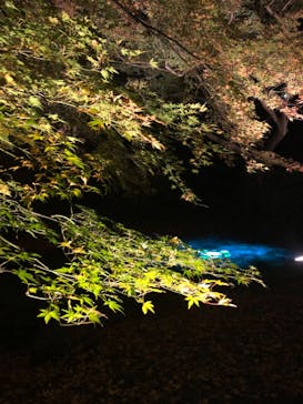 六義園に投稿された画像（2024/12/1）