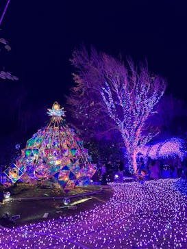 江の島シーキャンドルに投稿された画像（2024/12/1）